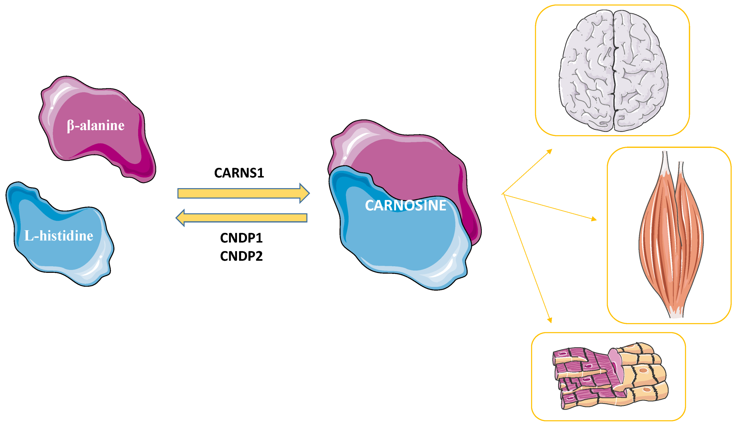 Carnosine and Aging: How It Supports Longevity and Cellular Health