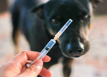 5 Surprising Facts About Animal Bites in Lincoln, NE