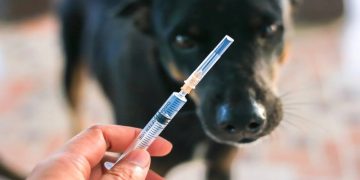 5 Surprising Facts About Animal Bites in Lincoln, NE